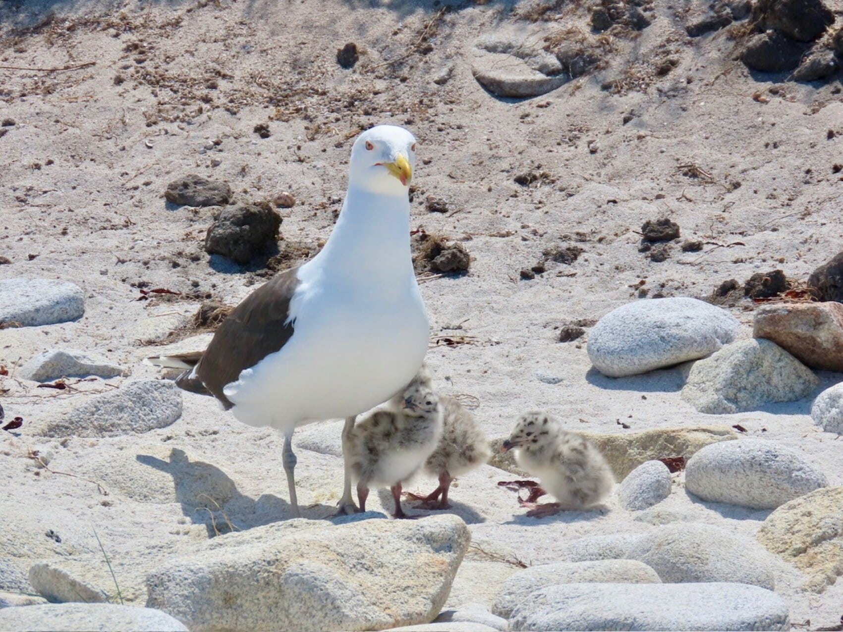 glenan-nature-oiseaux-naissance