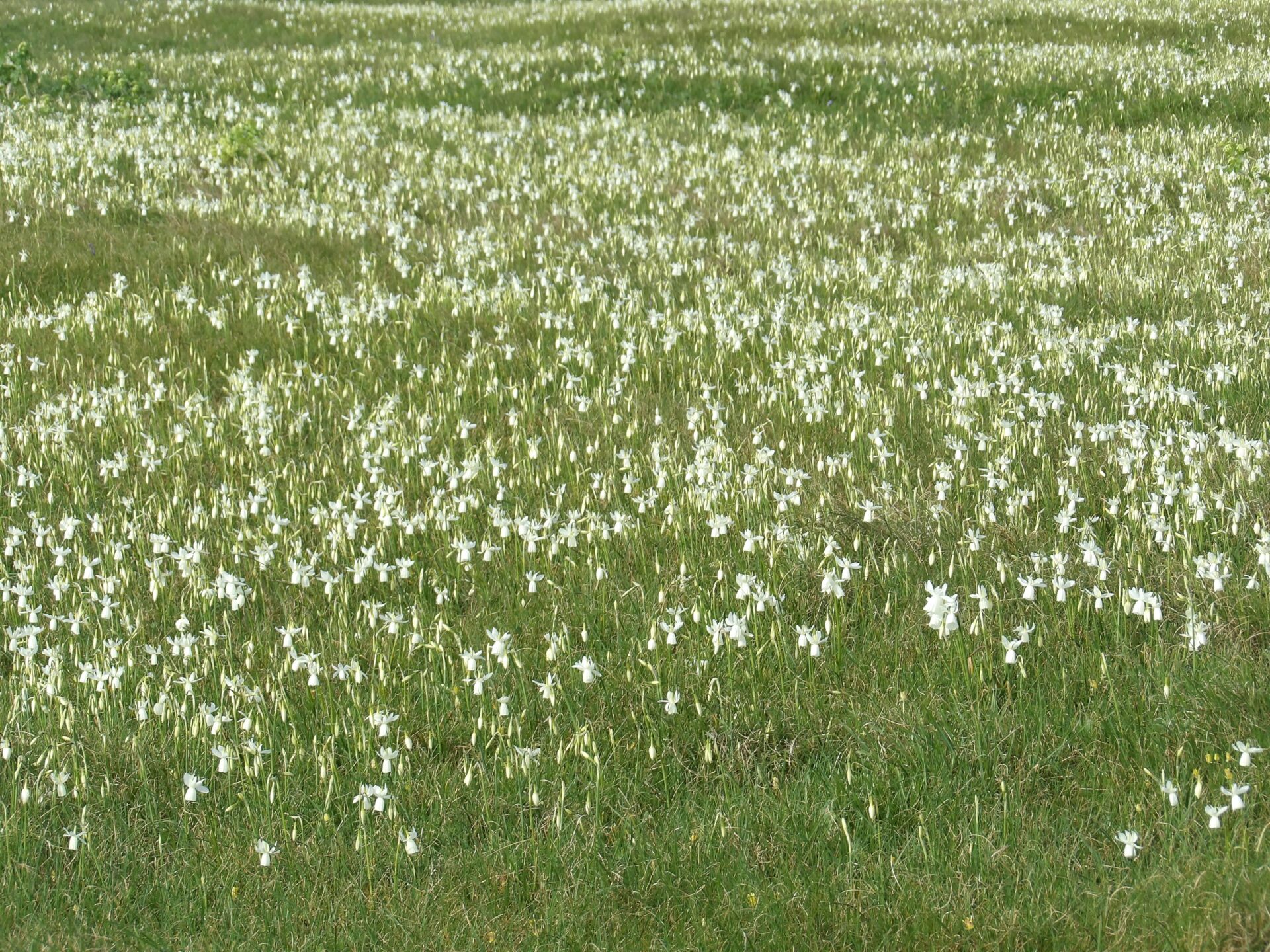 glenan-reserve-naturelle-narcisse