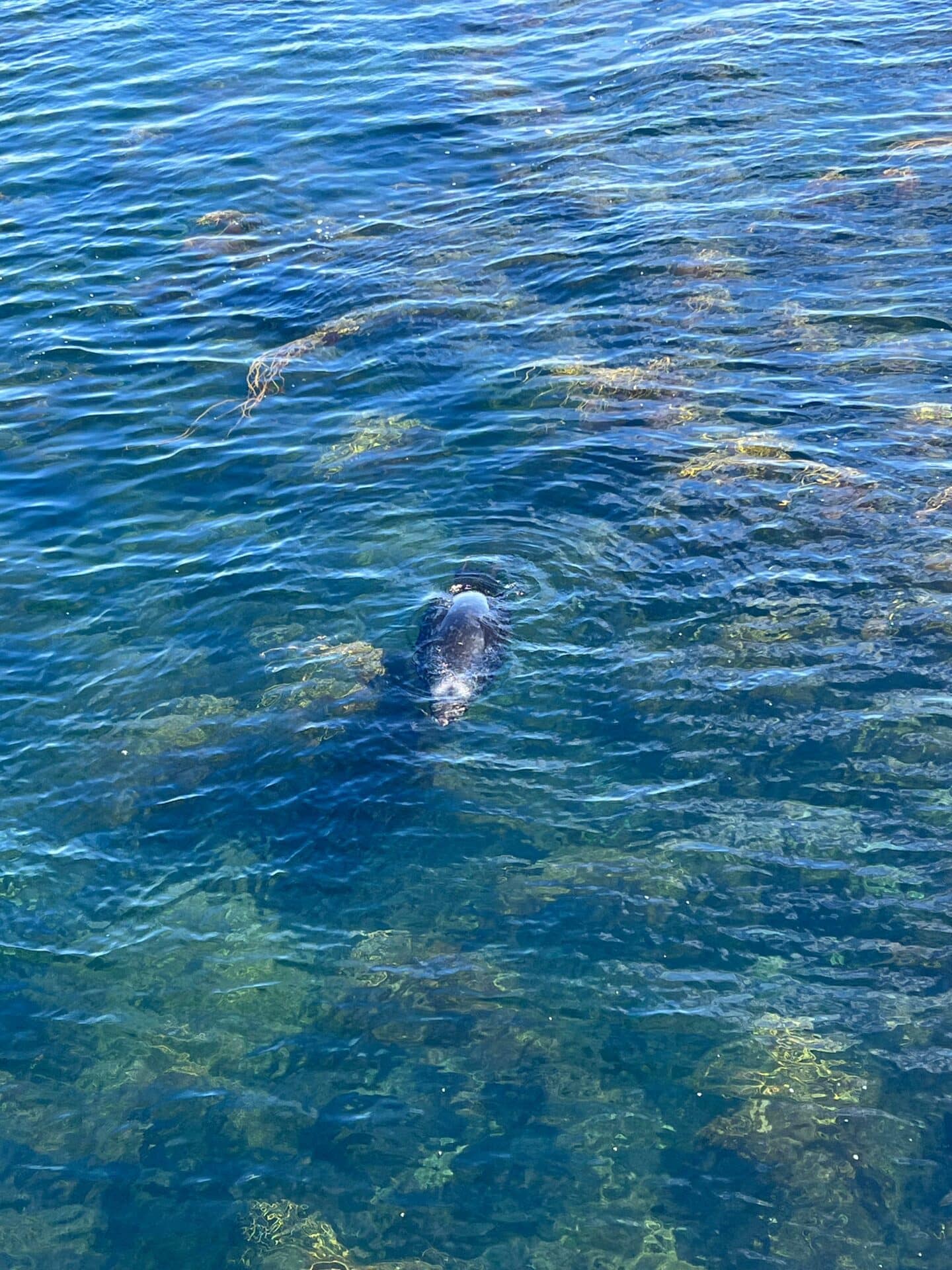 glenan-sans-escale-phoque-gris-moutons